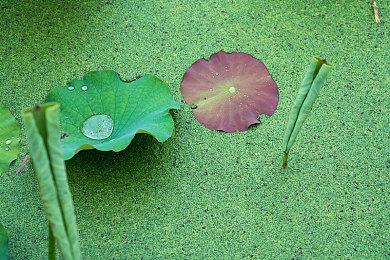 育碧确认《刺客信条：幻景》有内购 不会对游戏有影响